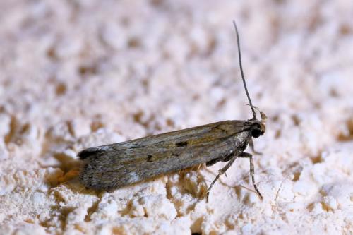 Aroga velocella